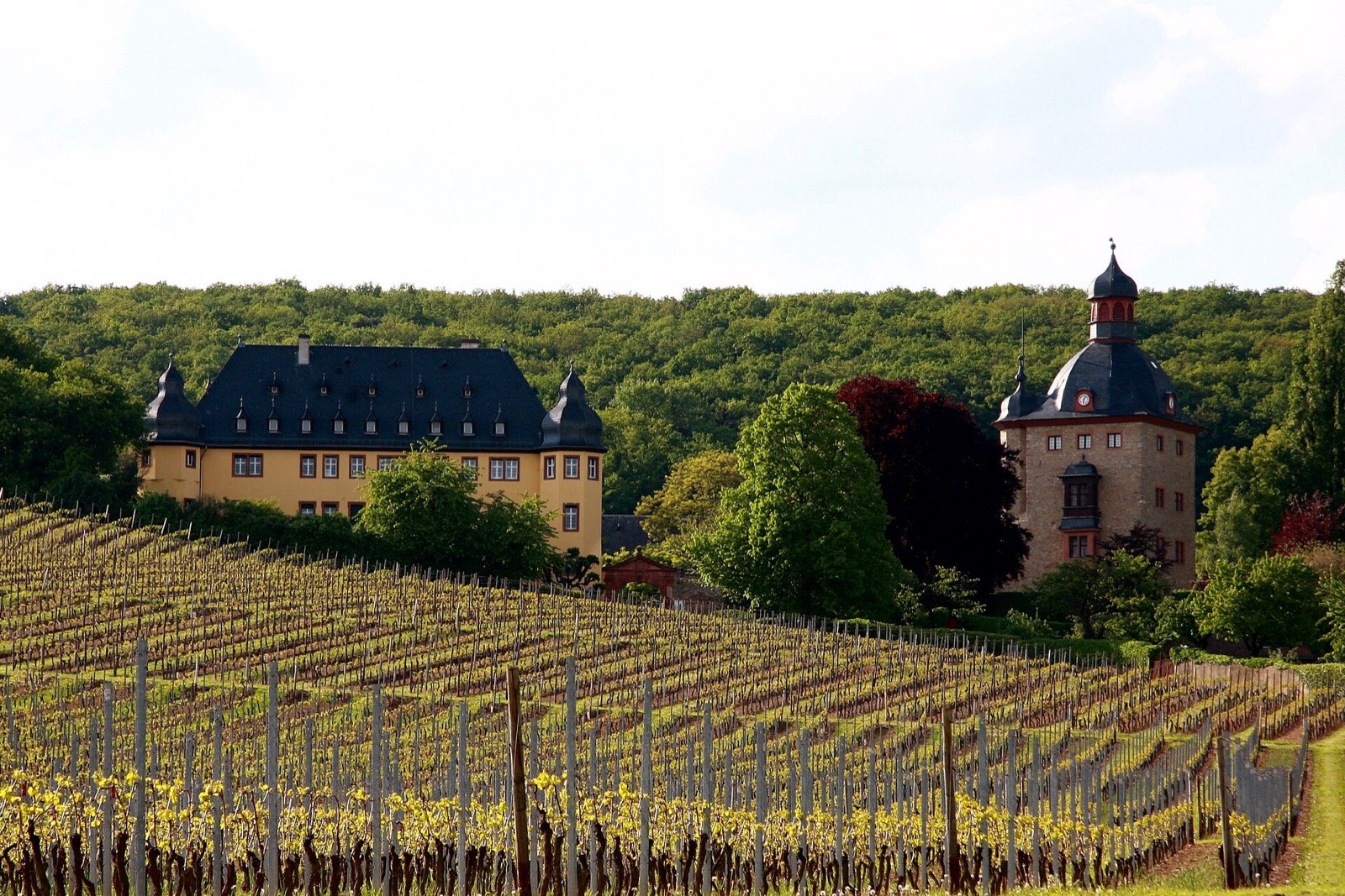 葡萄園中的 Schloss Vollrads 酒莊